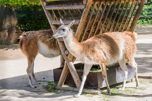 グアナコは動物園の地面に横たわっています