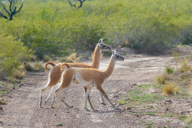 Guanaco, Lihue Calel National Park, La Pampa Province, 파타고니아 아르헨티나