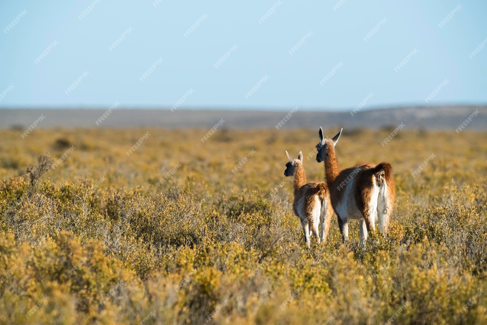 Premium Photo | Guanaco mother and baby Peninsula ValdesPatagonia Argentina