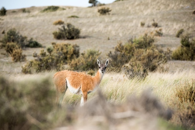 Guanaco portrait in Argentina Patagonia