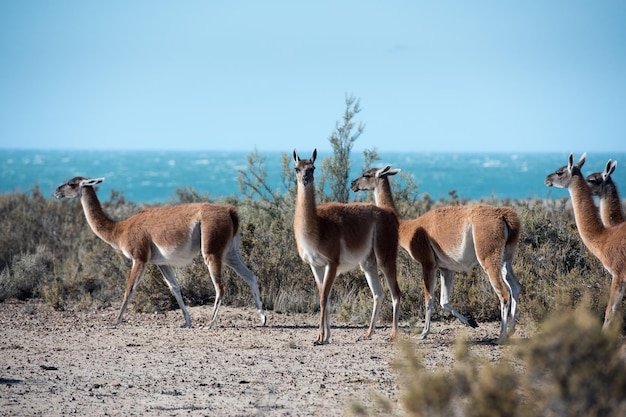 Guanaco portrait in Argentina Patagonia