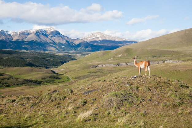 Foto guanaco uit torres del paine national park chili chileens patagonisch landschap