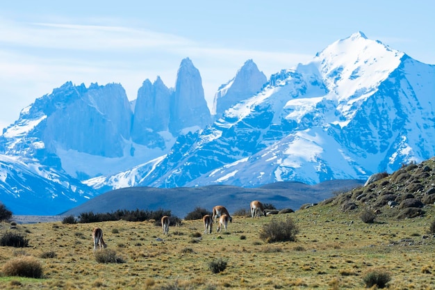 Guanacos grazenTorres del Paine National Park Patagonië Chili