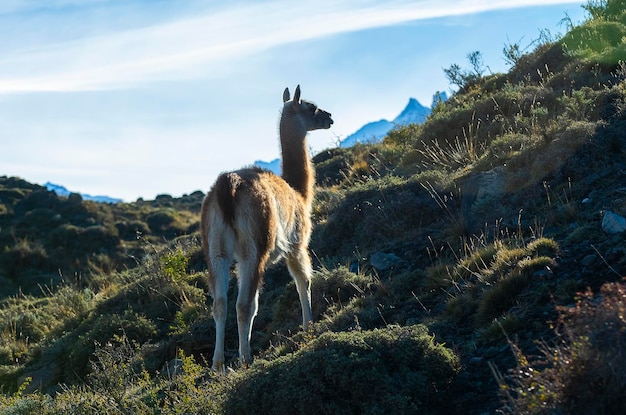 Guanacos grazenTorres del Paine National Park Patagonië Chili