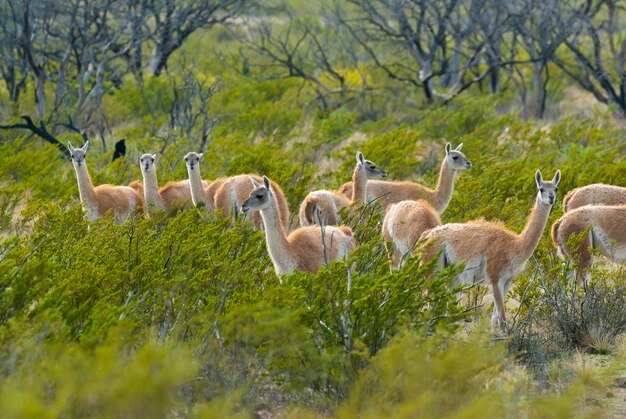 Guanacos herd in Lihue Calel National Park La Pampa province Patagonia Argentina