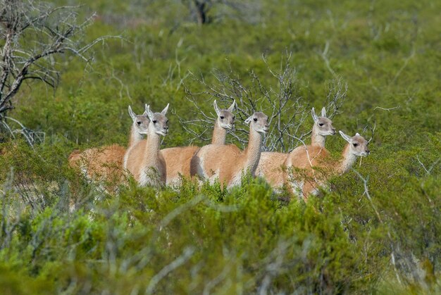 Guanacos 무리, Lihue Calele 국립 공원, La Pampa, 파타고니아 아르헨티나