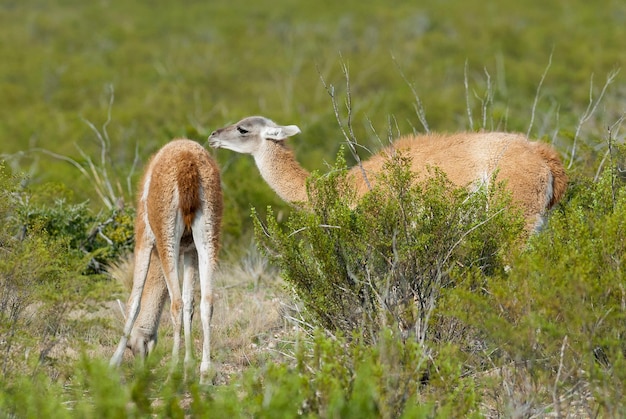 Guanacos in Patagonia environment, Peninsula Valdes, Chubut, Patagonia, Argentina.