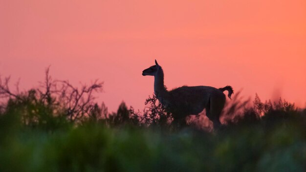 Photo guanacos at sunset lihue calel national park la pampa argentina