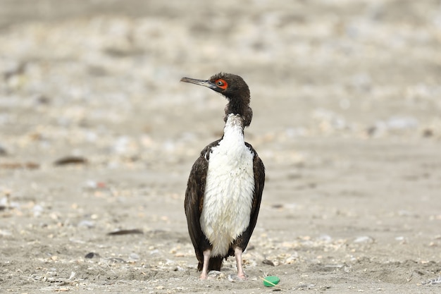 Foto guanay cormorant