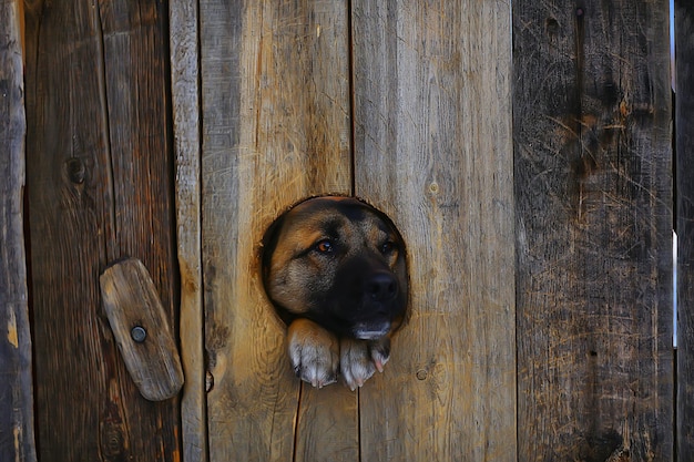 сторожевая собака в собачьей будке, фон безопасности