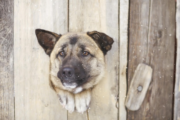 犬小屋の警備犬、セキュリティの背景