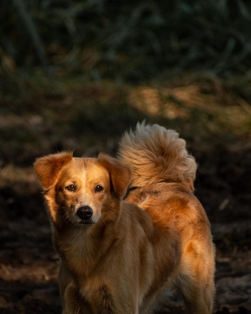 Guard dog posing under the sun rays