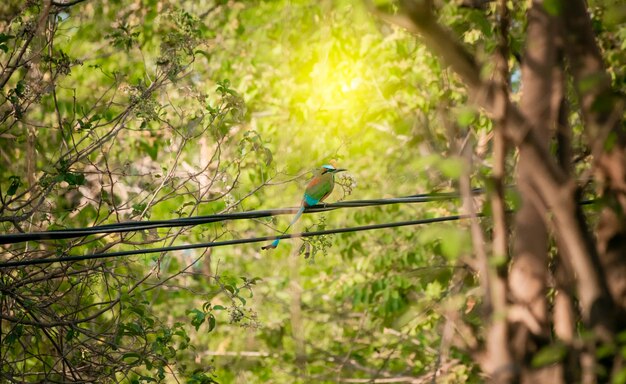 Guardabarranco birds on a branch National bird of Nicaragua on a branch Guardabarrancos on a branch momotidae bird