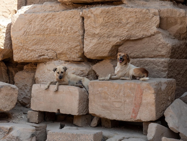 Photo guardian dogs of the karnak temple sanctuary of amon luxor egypt