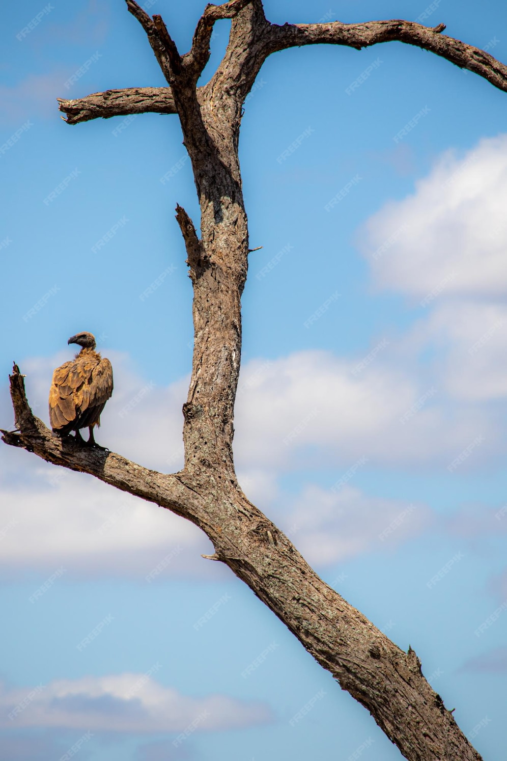 Premium Photo Guardians of the ecosystem vultures soaring with(04)