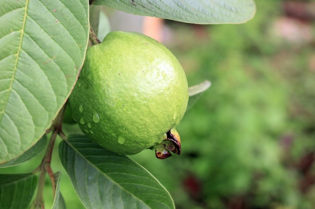 Guava fruit in the garden