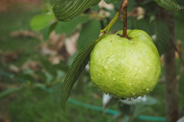 Guava fruit on tree in farm 