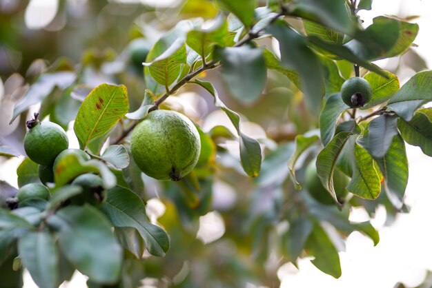 Guava fruit tree in an organic tropical garden, Fresh and Healthy guava raw fruit in the guava farm.