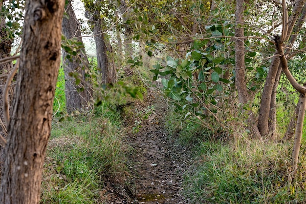 Alberi da frutto di guava in un giardino tropicale biologico giardino di guava con un gran numero di piante di guava sullo sfondo dell'agricoltura