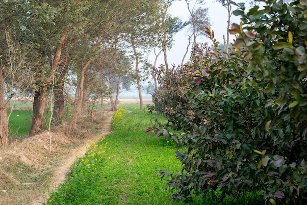 Alberi da frutto di guava in un giardino tropicale biologico giardino di guava con un gran numero di piante di guava sullo sfondo dell'agricoltura