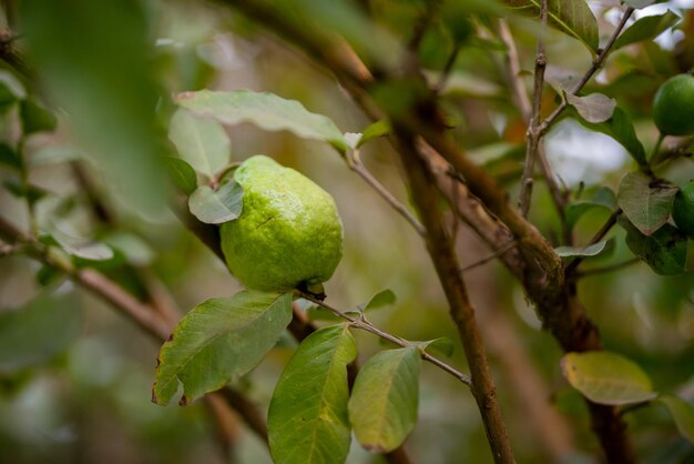 Guava fruit trees in an organic tropical garden Guava garden with a large number of guava plants agriculture background