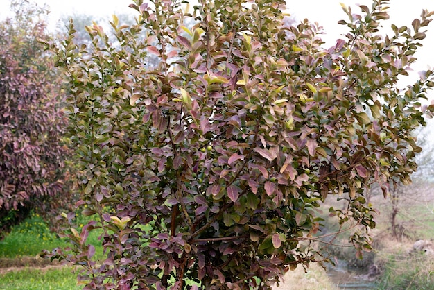 Guava fruitbomen in een biologische tropische tuin Guava tuin met een groot aantal guave planten landbouw achtergrond