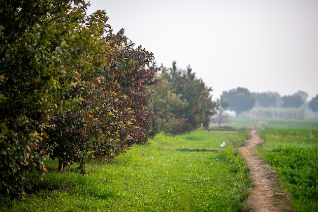 Guava fruitbomen in een biologische tropische tuin Guava tuin met een groot aantal guave planten landbouw achtergrond