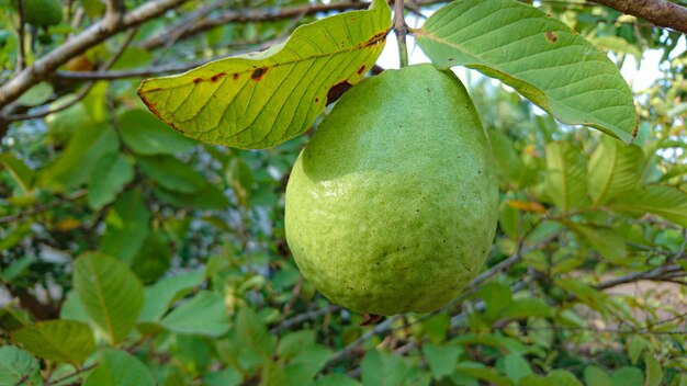 guava groei op de boom in de tuin