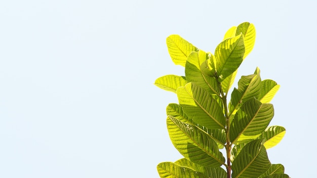 Guava Leaves on the sky background