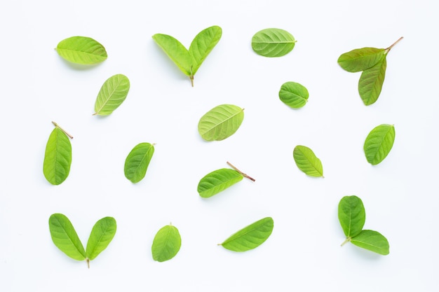 Guava leaves on white background. 