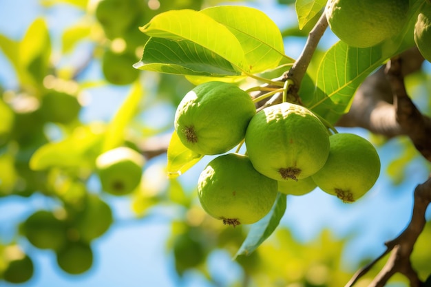 guavas in tree