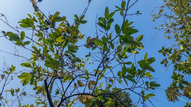 Guave op een boom met een wolkenloze blauwe hemelachtergrond