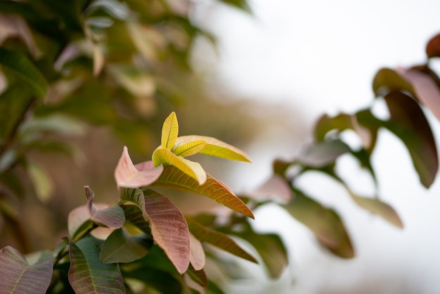 Guavebladeren aan de boom in een biologische tropische tuin.