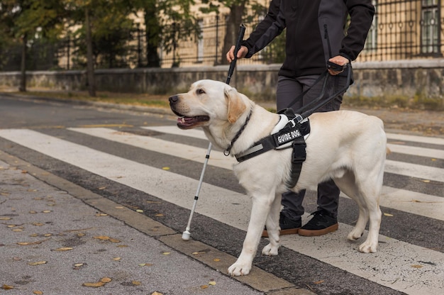 写真 視覚障害のある女性が通りを渡るのを助けるガイドドッグ