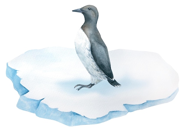 Guillemot on ice watercolor illustration isolated on white background