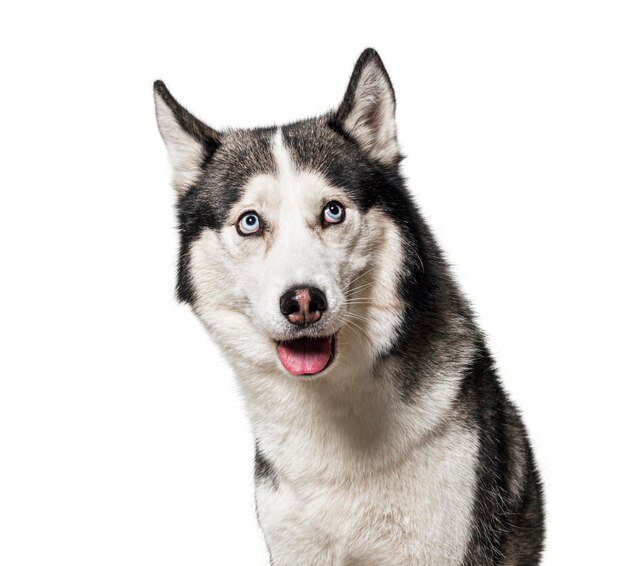 Guilty or intrigued Siberian Husky dog looking up isolated on white