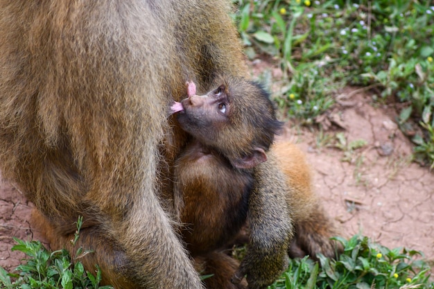 guinea baboons family in natural environment