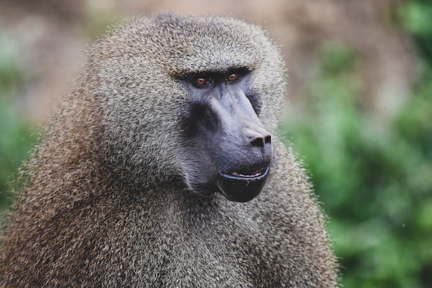 写真 自然環境におけるギニアのヒヒ