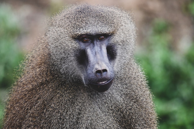 Photo guinea baboons in natural environment