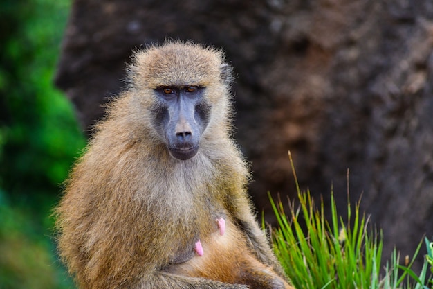 guinea baboons in natural environment