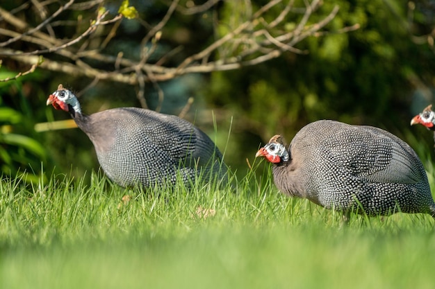 Guinea fowl bird wild in africa close up