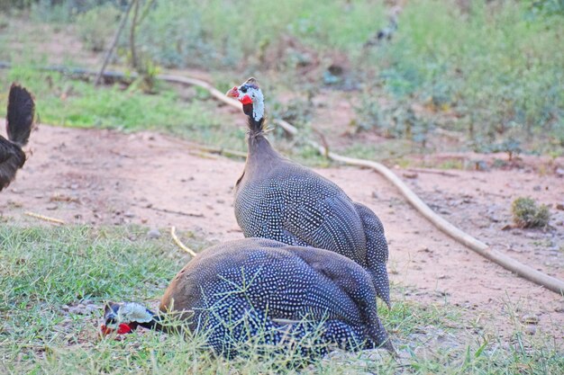 Guinea fowl in Farmyard