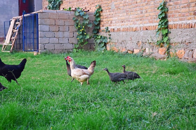 Photo guinea fowl and hens