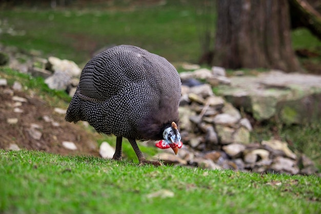 A guinea fowl walks through a field.