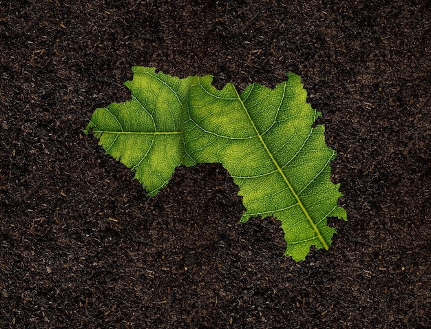 Guinea map made of green leaves on soil background ecology concept