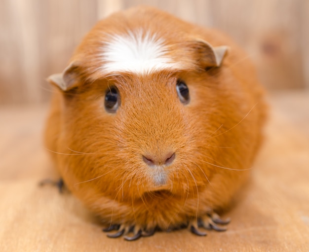 Guinea pig against a wooden background