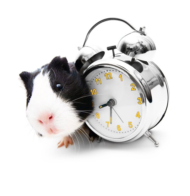 Guinea pig and an alarm clock