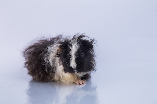 guinea pig Alpaca