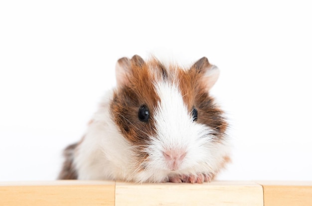 Photo guinea pig baby isolated on white background