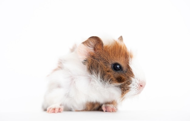 Guinea pig baby isolated on white background